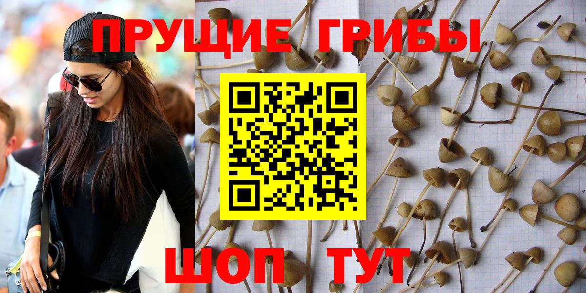 Галлюциногенные грибы Psilocybine cubensis  как найти   Вход с VPN  Зеленогорск  Галлюциногенные грибы GOLDEN TEACHER 